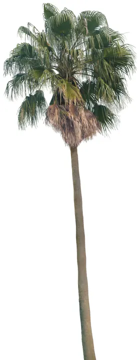 免扣植物树木素材图片
