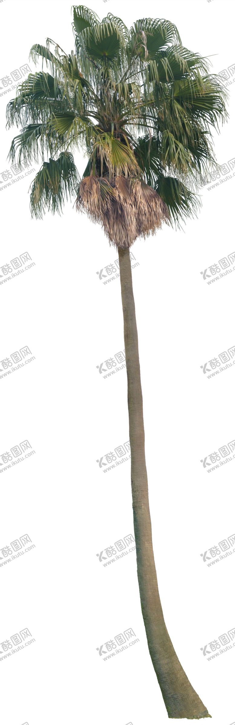 编号：97930106260858153178【酷图网】源文件下载-免扣植物树木素材图片