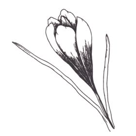 简笔绘画植物花朵图谱
