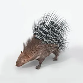 C4D模型刺猬