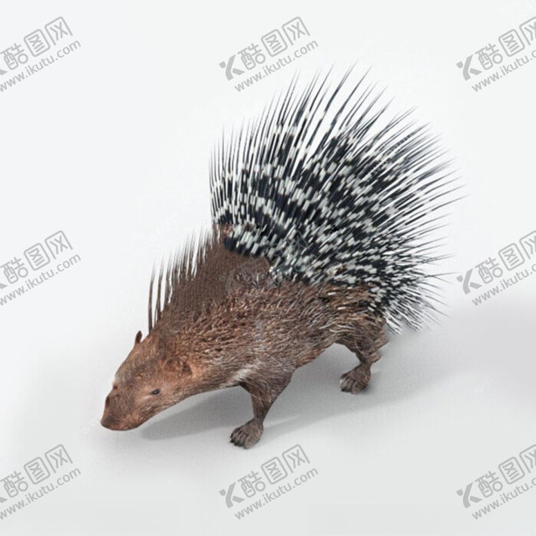 编号：76182301171828437467【酷图网】源文件下载-C4D模型刺猬