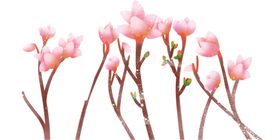 手绘粉色桃花免扣素材图片矢量摄影卡通