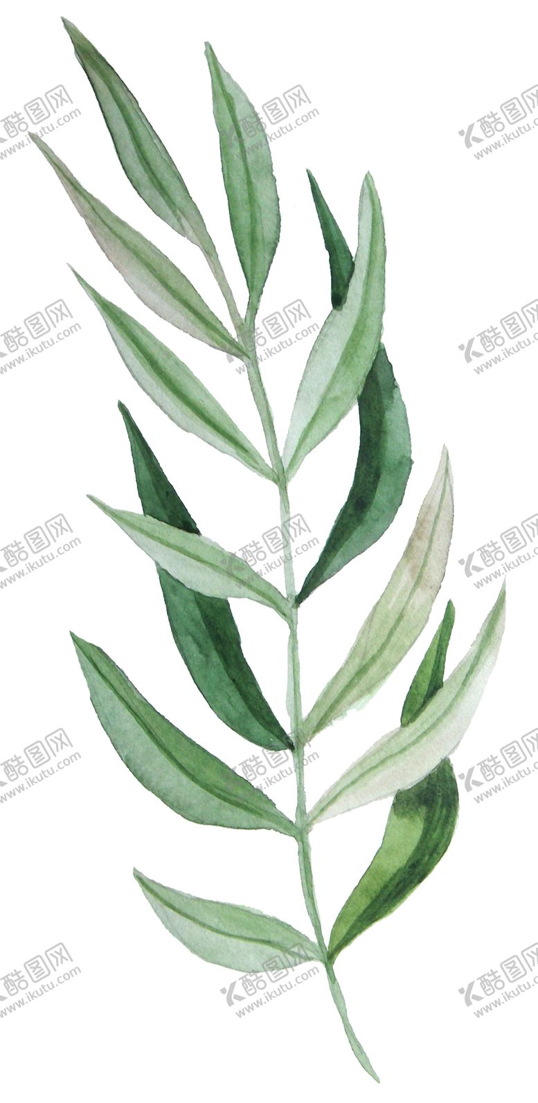 编号：10842306280807348330【酷图网】源文件下载-彩绘枝叶
