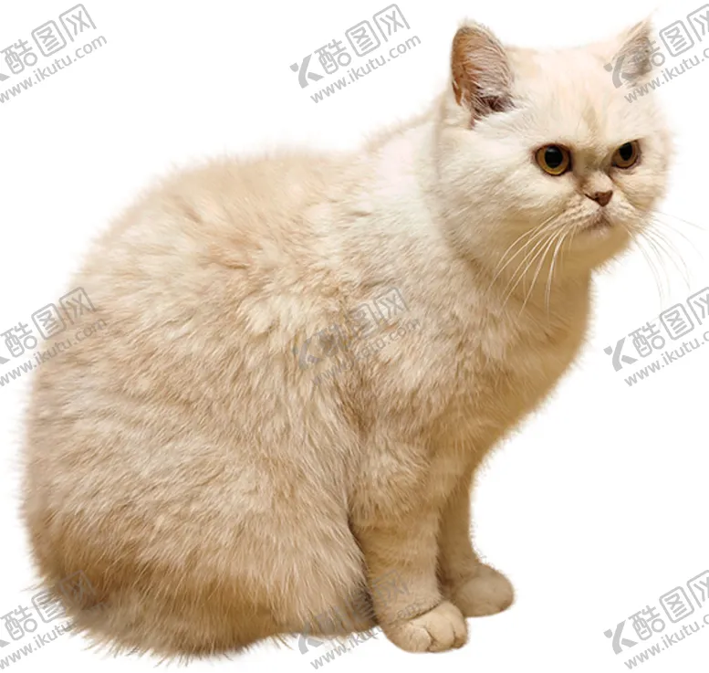 编号：19054909221443011821【酷图网】源文件下载-猫宠物猫宠物小猫猫咪