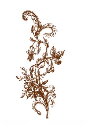 花枝