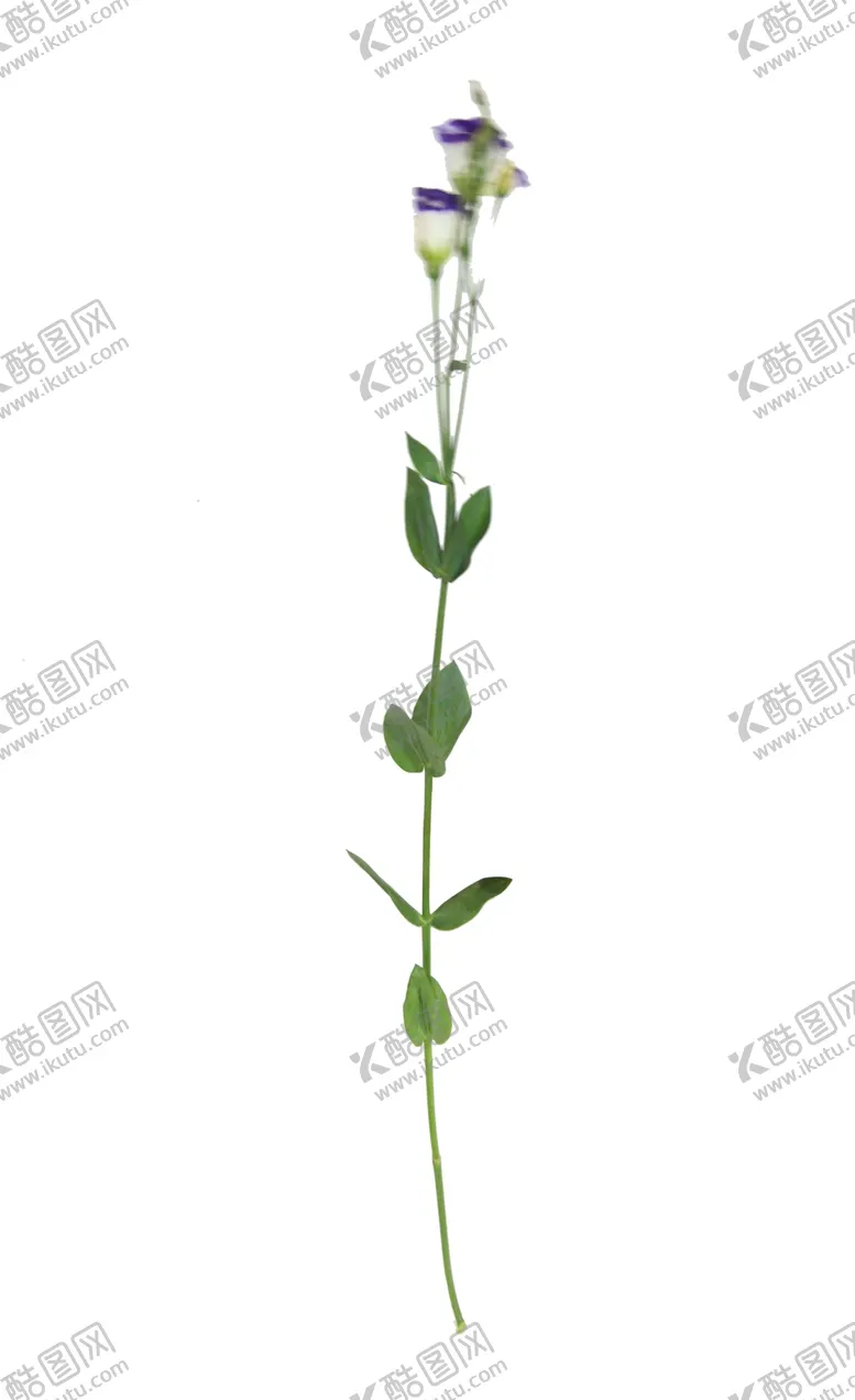 编号：32490410090014159856【酷图网】源文件下载-单只花退底鲜花花枝花朵