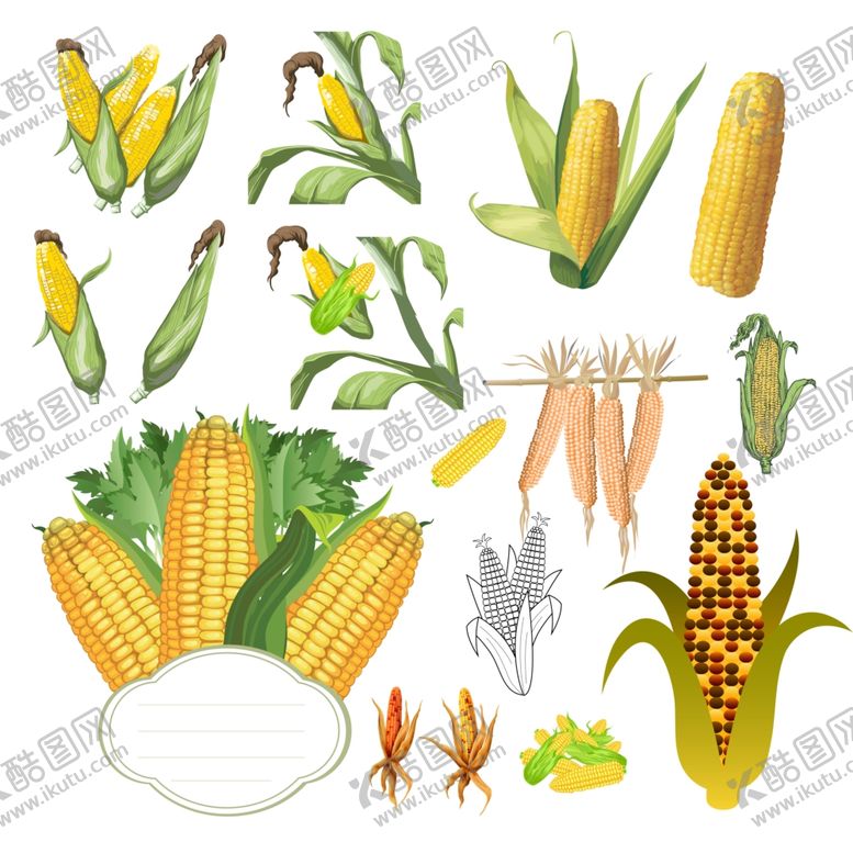 编号：97123110031047432573【酷图网】源文件下载-玉米