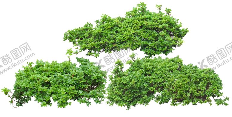 编号：87671009241737322191【酷图网】源文件下载-免扣植物素材图片