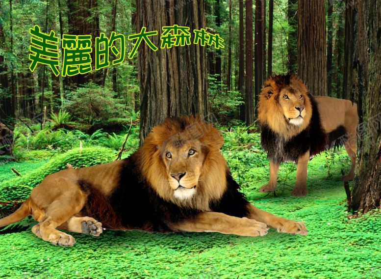 编号：66887610072231416421【酷图网】源文件下载-狮子