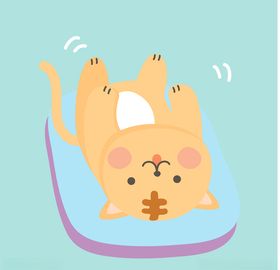 卡通猫