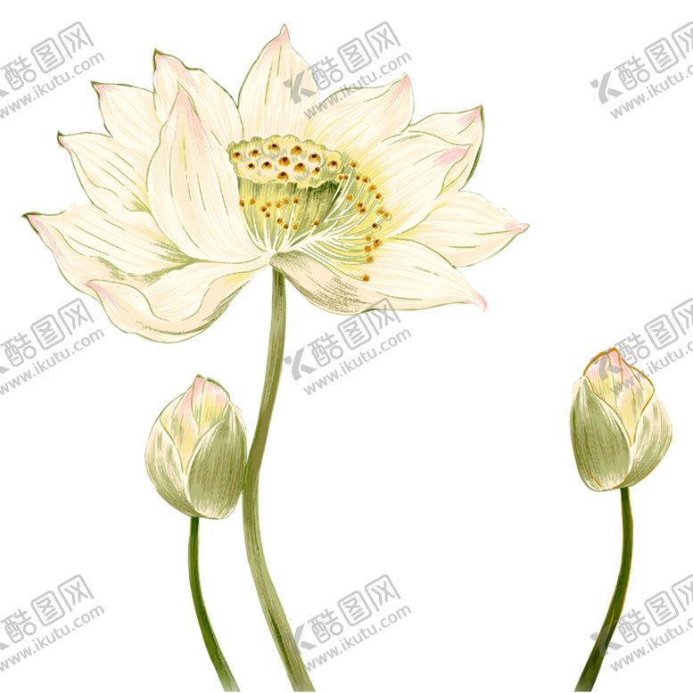 编号：64513012152334202352【酷图网】源文件下载-荷花素材
