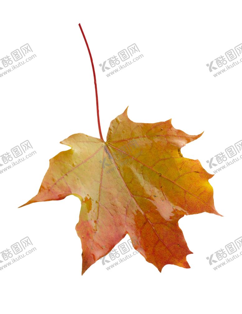编号：13411507050849349616【酷图网】源文件下载-枫叶