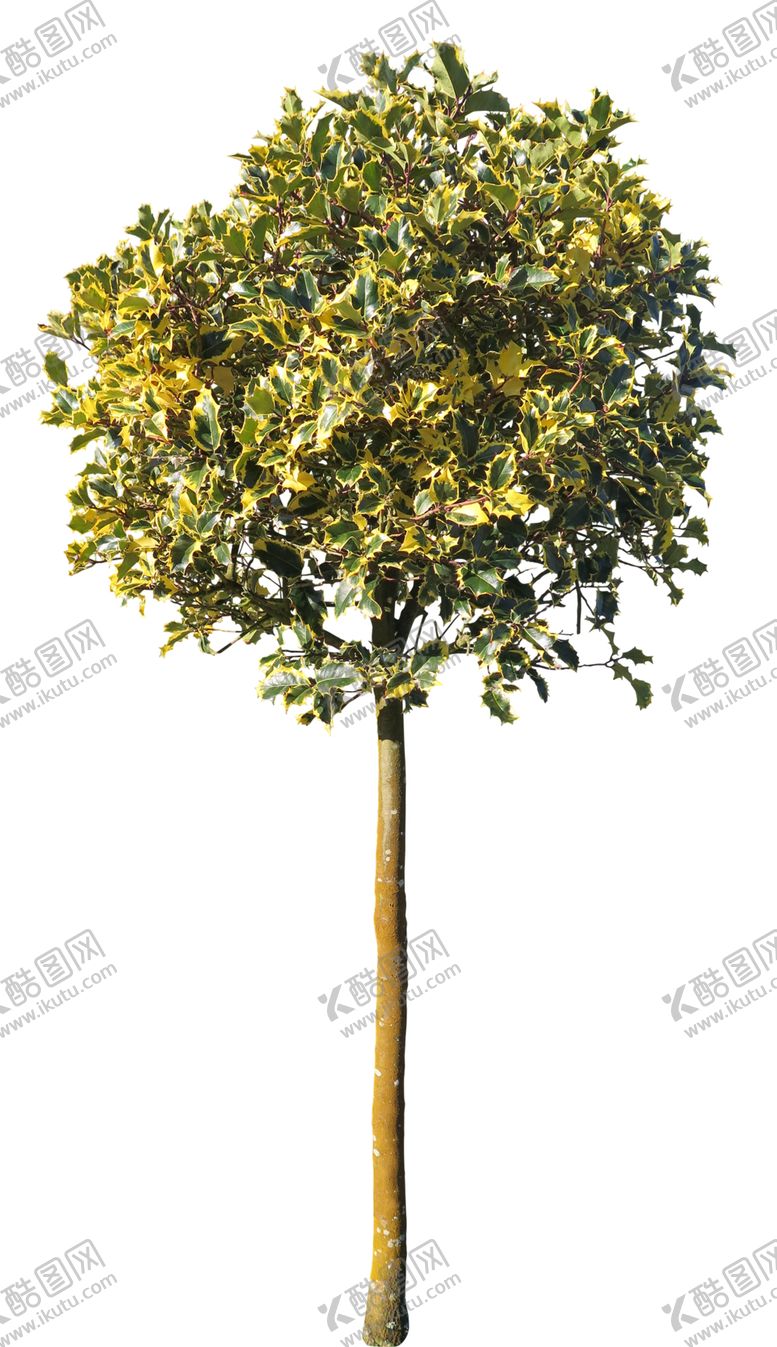 编号：52851906250144489984【酷图网】源文件下载-免扣树木素材