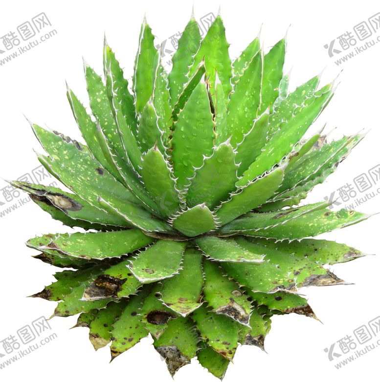 编号：77229510240025144605【酷图网】源文件下载-免扣植物素材
