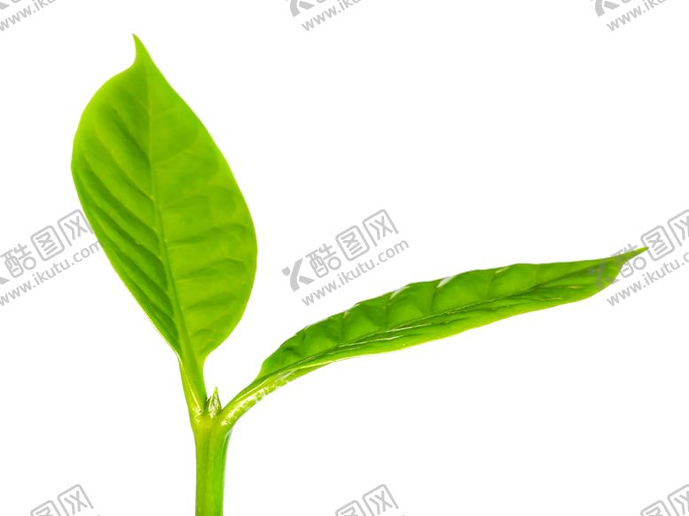 编号：42434910251027454373【酷图网】源文件下载-绿色装饰