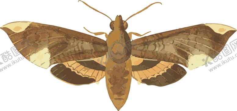 编号：80620009191157219630【酷图网】源文件下载-飞蛾昆虫插画