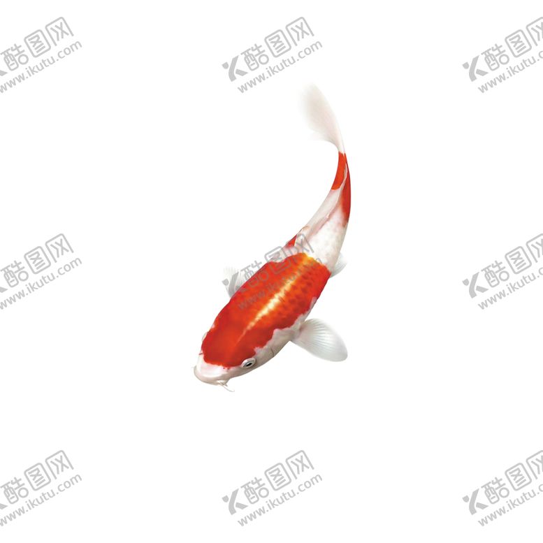 编号：21829409201138229236【酷图网】源文件下载-红鱼素材