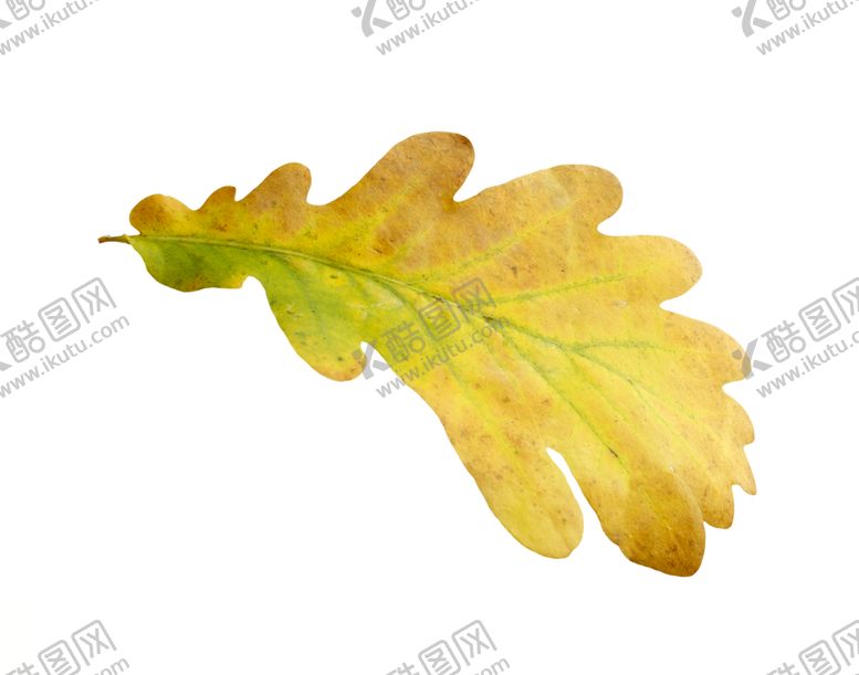 编号：78956409180711004731【酷图网】源文件下载-枫叶