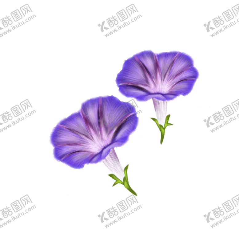 编号：85699606280346558248【酷图网】源文件下载-牵牛花