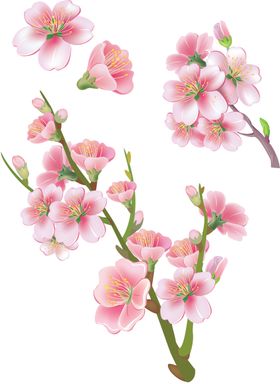 樱花