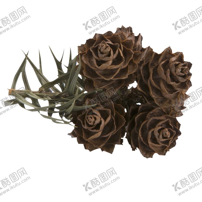 编号：30646709181824106496【酷图网】源文件下载-免抠背景干花枯花