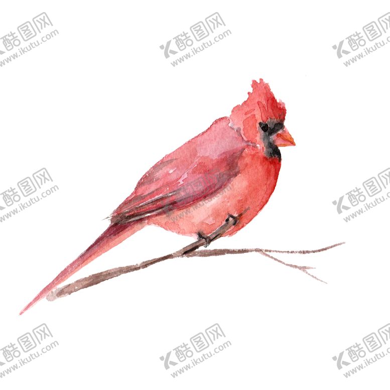 编号：75979310071013236555【酷图网】源文件下载-水彩鸟