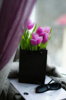 郁金香花卉绽放花朵摄影