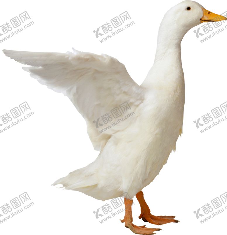 编号：52540409270844148971【酷图网】源文件下载-家禽鸭子鹅元素