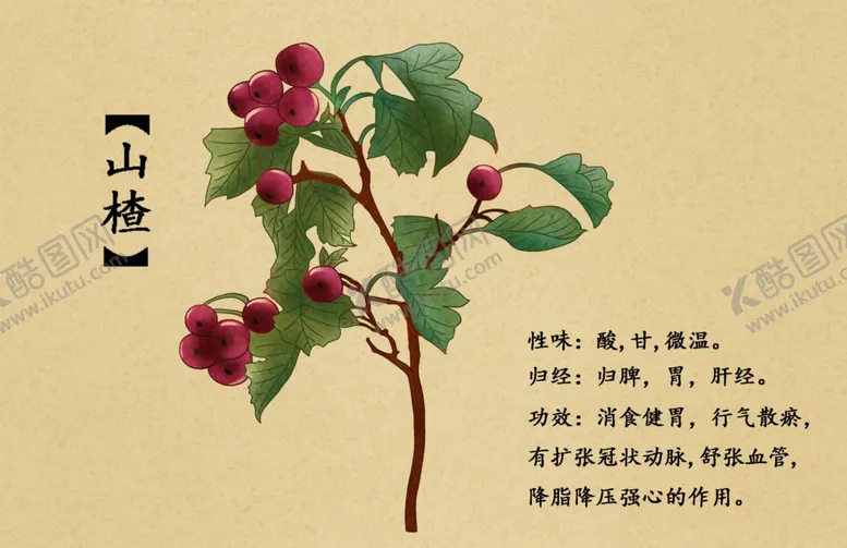 编号：76001702260317172227【酷图网】源文件下载-药材图谱