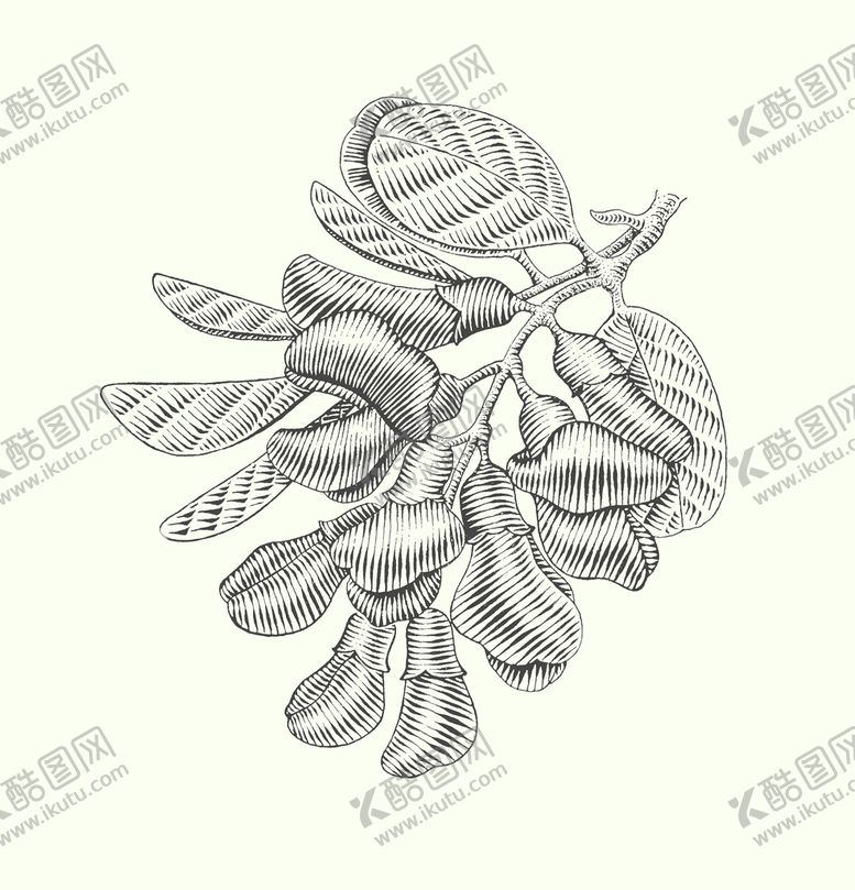 编号：72938610090411042369【酷图网】源文件下载-槐花 版画