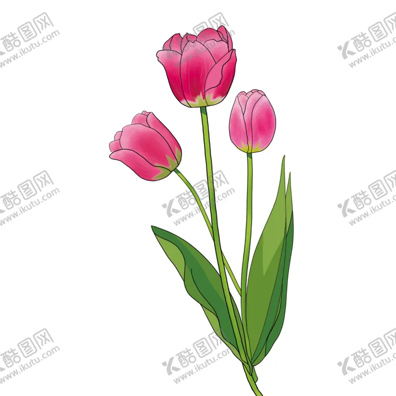 编号：74762002101600456886【酷图网】源文件下载-手绘粉色郁金香花朵