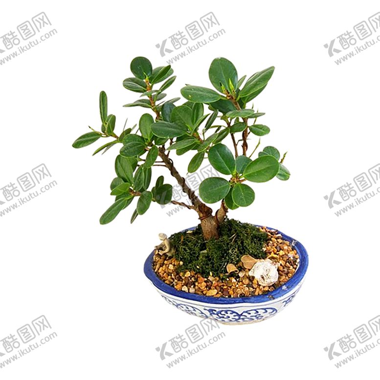 编号：87035109141921577493【酷图网】源文件下载-绿色装饰