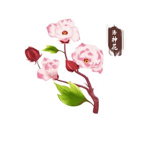 洛神之花