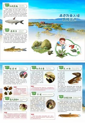 海洋生物科普知识宣传页