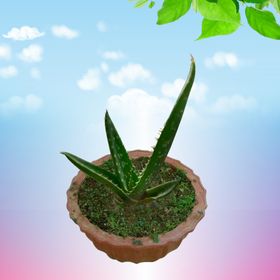 芦荟