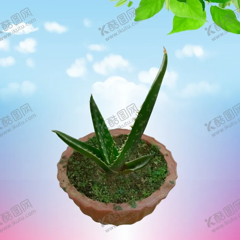 编号：69356205050637339817【酷图网】源文件下载-芦荟