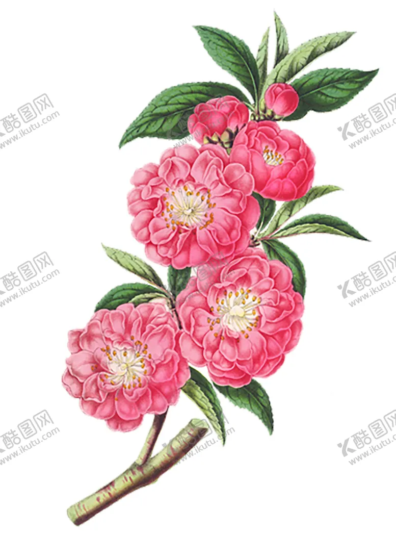 编号：43119806281428465379【酷图网】源文件下载-绿色植物