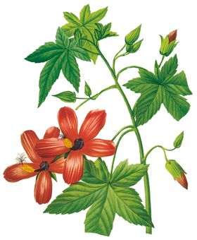 植物花卉油画装饰画