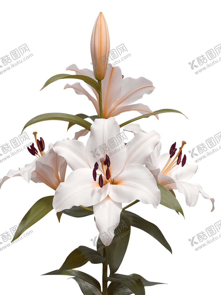 编号：74495710180001396573【酷图网】源文件下载-鲜花素材