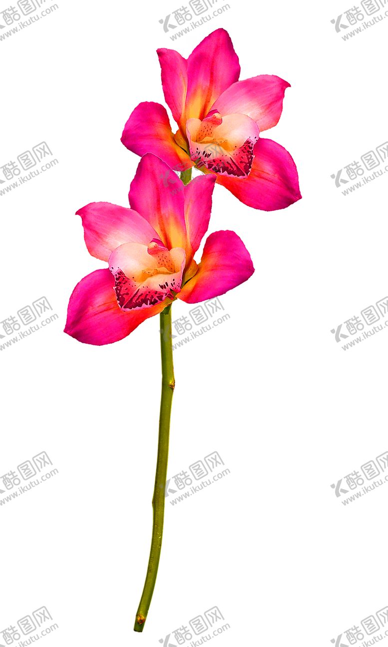 编号：73643509280822567953【酷图网】源文件下载-花素材