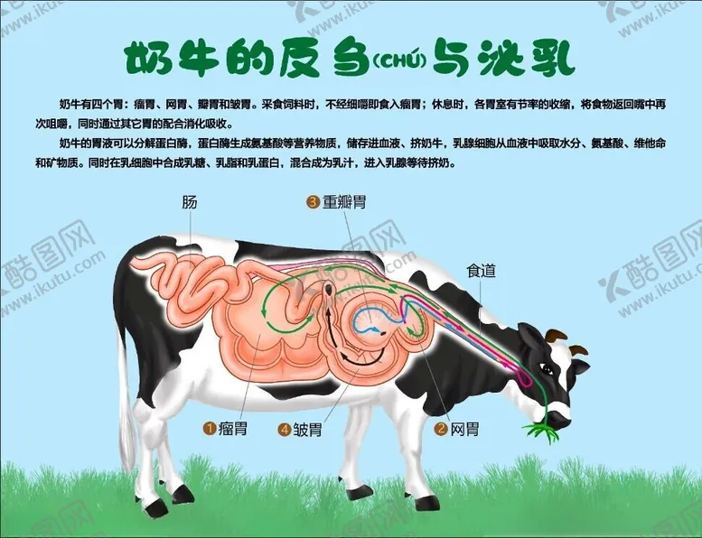 编号：68362302122354099294【酷图网】源文件下载-奶牛的反刍与泌乳