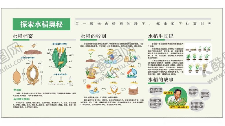 编号：37981106041325059927【酷图网】源文件下载-水稻知识科普宣传海报
