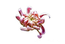 菊花素材