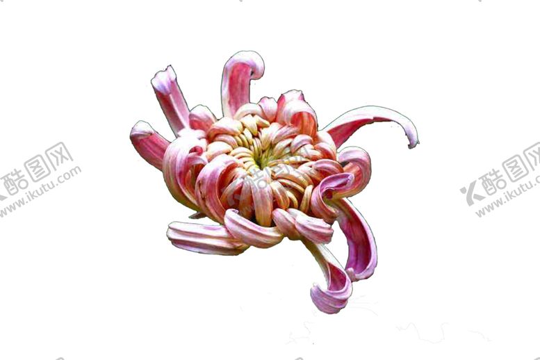 编号：65102307040135292044【酷图网】源文件下载-菊花素材