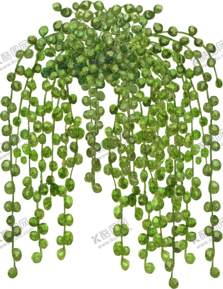 编号：55727706260153098168【酷图网】源文件下载-绿植水彩插画
