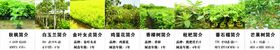树苗简介果树