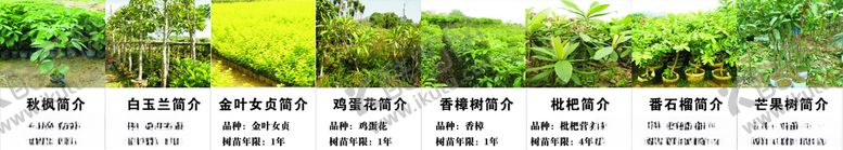 编号：86471905081546475488【酷图网】源文件下载-树苗简介果树