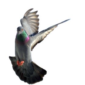 鸽子
