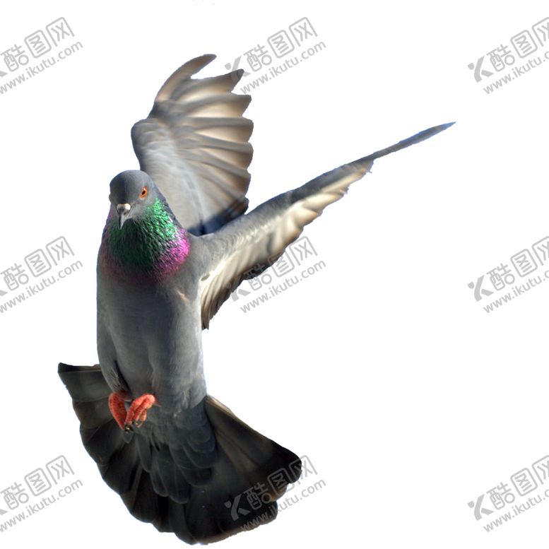 编号：25545207030013411104【酷图网】源文件下载-鸽子