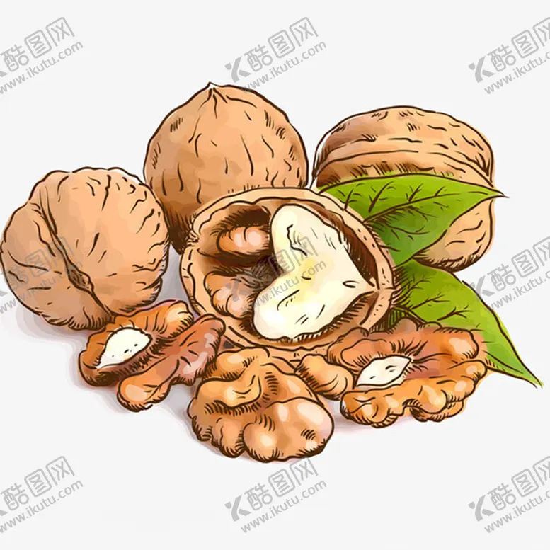编号：29917601252117319278【酷图网】源文件下载-手绘核桃